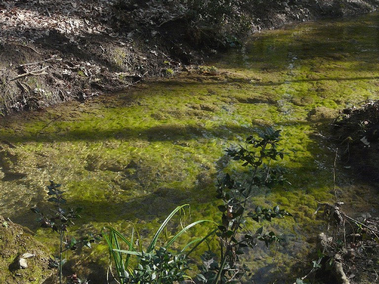 Salamandrine di Maremma